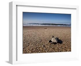 Hatchling Sea Turtle Heads to the Ocean-null-Framed Photographic Print