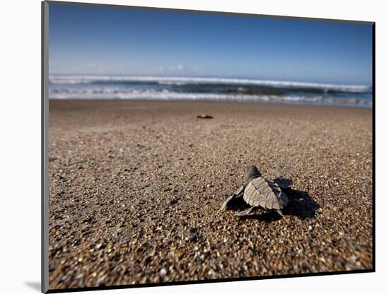 Hatchling Sea Turtle Heads to the Ocean-null-Mounted Photographic Print