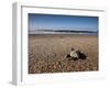 Hatchling Sea Turtle Heads to the Ocean-null-Framed Photographic Print