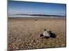 Hatchling Sea Turtle Heads to the Ocean-null-Mounted Photographic Print