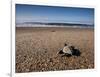 Hatchling Sea Turtle Heads to the Ocean-null-Framed Photographic Print