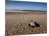 Hatchling Sea Turtle Heads to the Ocean-null-Mounted Photographic Print