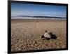 Hatchling Sea Turtle Heads to the Ocean-null-Framed Photographic Print