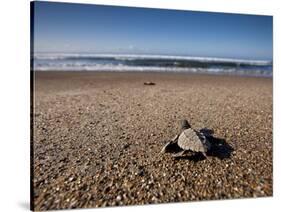 Hatchling Sea Turtle Heads to the Ocean-null-Stretched Canvas