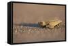 Hatchling Sea Turtle on the Beach in Costa Rica-Paul Souders-Framed Stretched Canvas