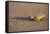 Hatchling Sea Turtle on the Beach in Costa Rica-Paul Souders-Framed Stretched Canvas