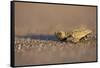 Hatchling Sea Turtle on the Beach in Costa Rica-Paul Souders-Framed Stretched Canvas