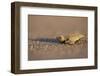 Hatchling Sea Turtle on the Beach in Costa Rica-Paul Souders-Framed Photographic Print