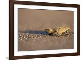 Hatchling Sea Turtle on the Beach in Costa Rica-Paul Souders-Framed Photographic Print