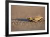 Hatchling Sea Turtle on the Beach in Costa Rica-Paul Souders-Framed Photographic Print