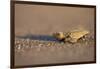 Hatchling Sea Turtle on the Beach in Costa Rica-Paul Souders-Framed Photographic Print