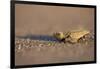 Hatchling Sea Turtle on the Beach in Costa Rica-Paul Souders-Framed Photographic Print