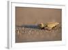 Hatchling Sea Turtle on the Beach in Costa Rica-Paul Souders-Framed Photographic Print