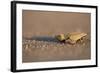 Hatchling Sea Turtle on the Beach in Costa Rica-Paul Souders-Framed Photographic Print