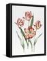 Hatfield Tulip-Sally Crosthwaite-Framed Stretched Canvas