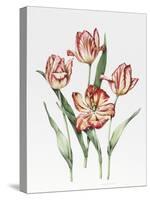 Hatfield Tulip-Sally Crosthwaite-Stretched Canvas