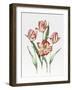 Hatfield Tulip-Sally Crosthwaite-Framed Giclee Print