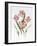 Hatfield Tulip-Sally Crosthwaite-Framed Giclee Print