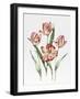 Hatfield Tulip-Sally Crosthwaite-Framed Giclee Print