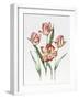 Hatfield Tulip-Sally Crosthwaite-Framed Giclee Print