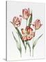 Hatfield Tulip-Sally Crosthwaite-Stretched Canvas