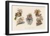 Hats Profusely Ornamented with Feathers Bows Ribbons and Flowers-null-Framed Art Print