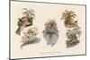 Hats Profusely Ornamented with Feathers Bows Ribbons and Flowers-null-Mounted Art Print