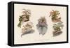 Hats Profusely Ornamented with Feathers Bows Ribbons and Flowers-null-Framed Stretched Canvas