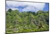 Hau'Ula Forest Reserve, Koolau Mountain Rage, Oahu, Hawaii, United States of America, Pacific-Michael DeFreitas-Mounted Photographic Print