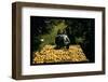 Hauling Crates of Peaches-Russell Lee-Framed Photo