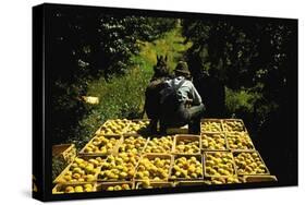 Hauling Crates of Peaches-Russell Lee-Stretched Canvas