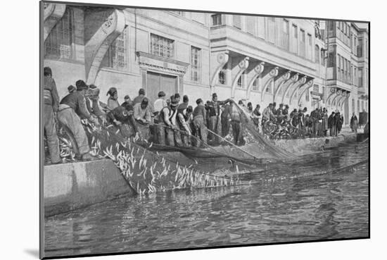 Hauling in a Grippo of 15000 Fish at Emirgian on the Bosphorus, c1901, (1903)-null-Mounted Premium Giclee Print