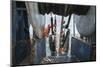 Hauling in Dragger Net Filled with Haddock (Melanogrammus Aeglefinus)-Jeff Rotman-Mounted Photographic Print