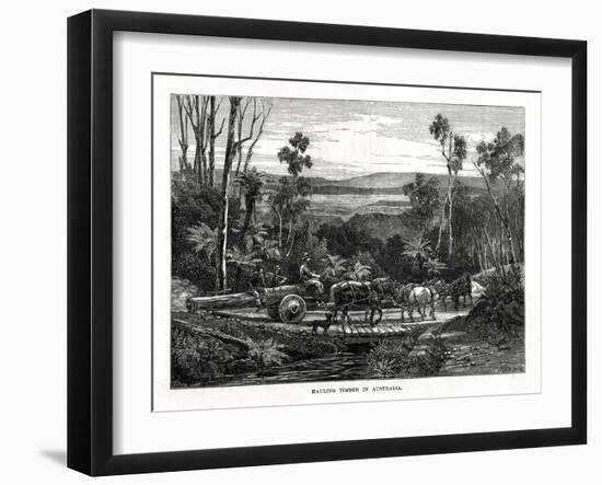 Hauling Timber, Australia, 1877-null-Framed Giclee Print