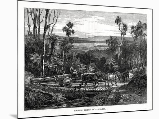 Hauling Timber, Australia, 1877-null-Mounted Giclee Print