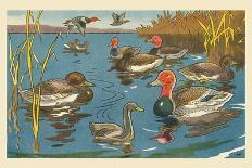 Swans Swim-Hauman-Art Print