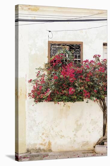 Havana Blooms-Irene Suchocki-Stretched Canvas