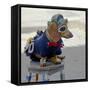 Havana, Cuba. Dog dressed-up-Marilyn Parver-Framed Stretched Canvas