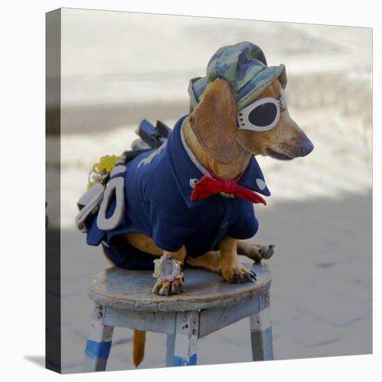 Havana, Cuba. Dog dressed-up-Marilyn Parver-Stretched Canvas