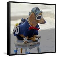 Havana, Cuba. Dog dressed-up-Marilyn Parver-Framed Stretched Canvas