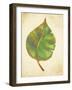 Havana Palm 3-J Charles-Framed Art Print