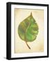 Havana Palm 3-J Charles-Framed Art Print