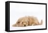 Havanese in Studio-null-Framed Stretched Canvas