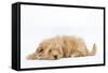 Havanese in Studio-null-Framed Stretched Canvas