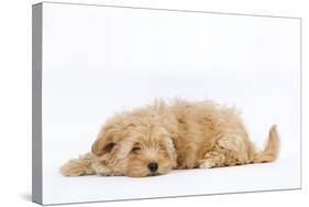 Havanese in Studio-null-Stretched Canvas