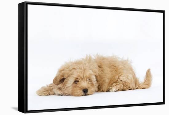 Havanese in Studio-null-Framed Stretched Canvas