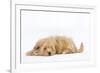 Havanese in Studio-null-Framed Photographic Print