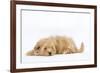 Havanese in Studio-null-Framed Photographic Print