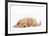 Havanese in Studio-null-Framed Photographic Print