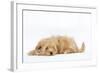 Havanese in Studio-null-Framed Photographic Print